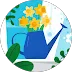 Daffodils in a blue watering can
